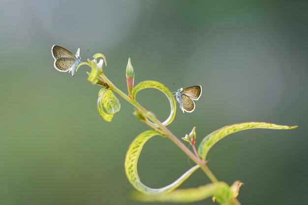 Foto mariposa de belleza en flor en jardín tropical