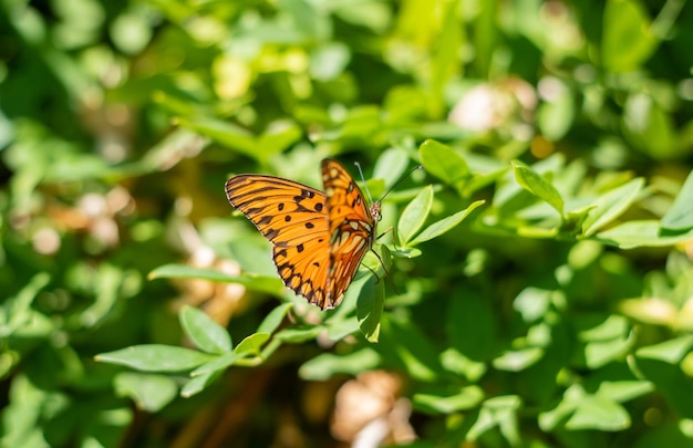 Mariposa de belleza naranja sobre fondo verde