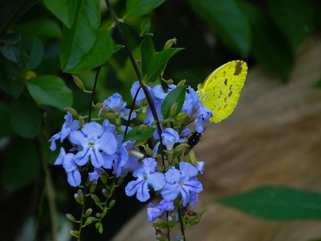 La mariposa besa la flor