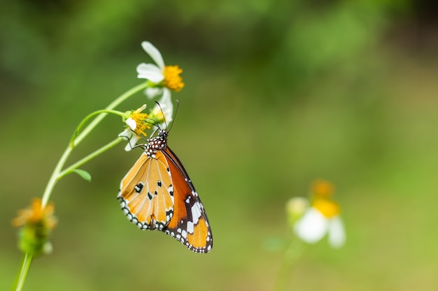 La mariposa en Bidens pilosa florece en jardín.