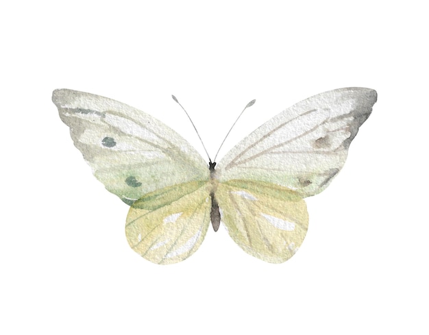 Mariposa blanca con alas transparentes con bordes grises y puntos, ilustración de acuarela dibujada a mano