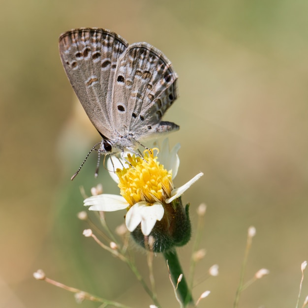 Mariposa blanca con flores