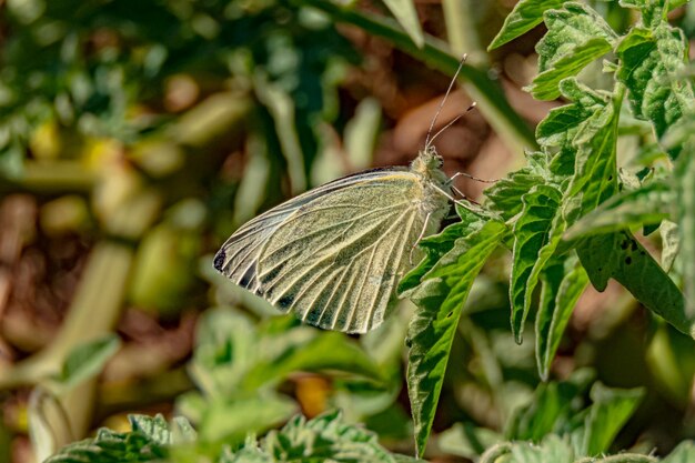 Mariposa blanca en la hoja de patio de plantas cerca de la luz del día de verano por la mañana