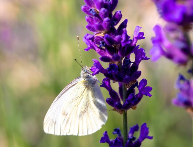 Foto mariposa blanca en la lavanda violeta