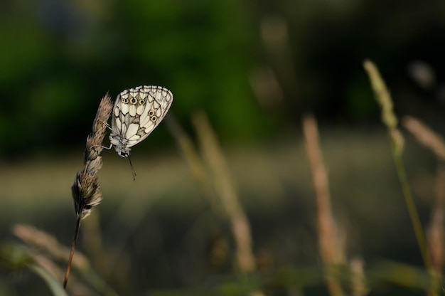 Mariposa blanca y negra jaspeada en estado salvaje