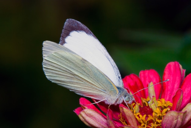 Mariposa blanca Pieris brassicae, alimentándose de la flor en la naturaleza