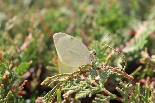 Mariposa blanca posada en una planta