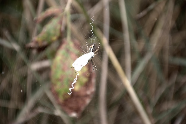 Mariposa blanca en redes de araña