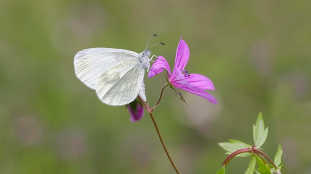 Una mariposa blanca se sienta en una flor con la palabra mariposa en ella.