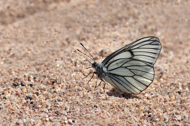 Mariposa blanca sobre arena y copie el espacio