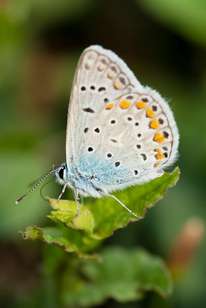 Foto mariposa blanca sobre la hierba.