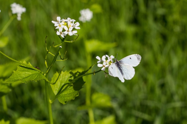 Mariposa blanca sobre una pequeña flor blanca