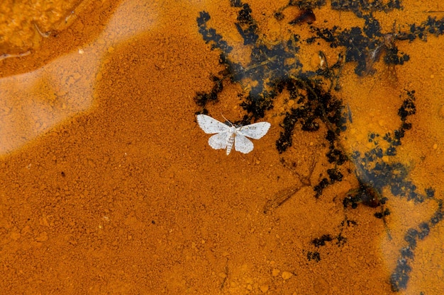 La mariposa blanca en el terreno rico en hierro de Rio Tinto