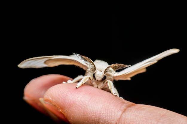 Foto mariposa de bombyx mori