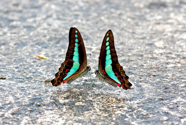 Mariposa de botella azul común Graphium sarpedon