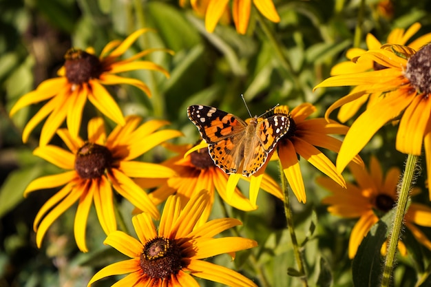 Mariposa brillante sentado en una flor