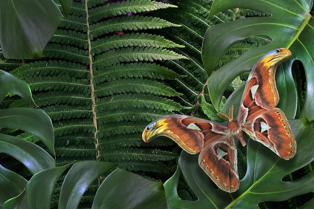 Foto una mariposa con una cabeza grande y una cabeza naranja grande y una cabeza naranja grande.