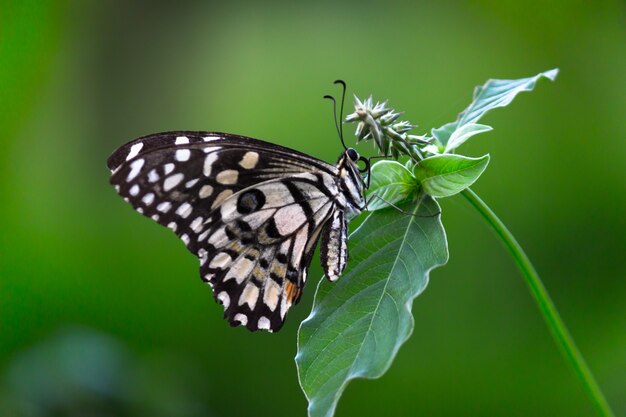 Mariposa de cal descansando sobre las plantas durante la primavera