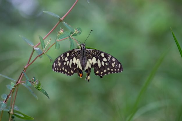 Mariposa de cal en la planta