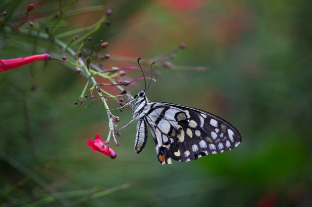 Mariposa de cal en la planta