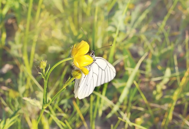 Mariposa en campo de hierba con luz cálida