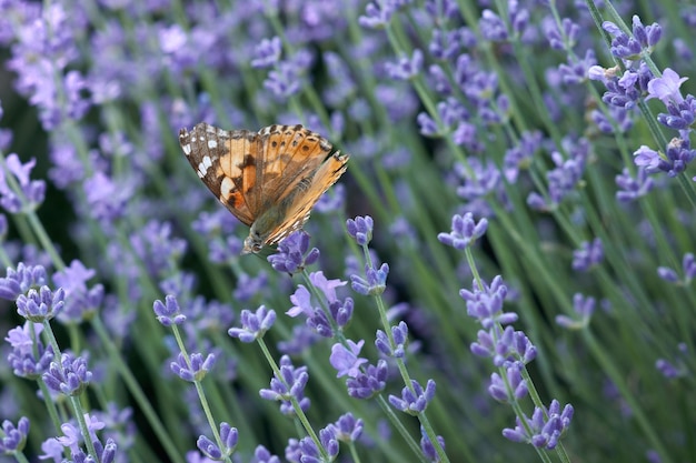 Mariposa en un campo de lavanda púrpura Arbustos de lavanda en flor Fondo de colores pastel Sensación suave de un sueño