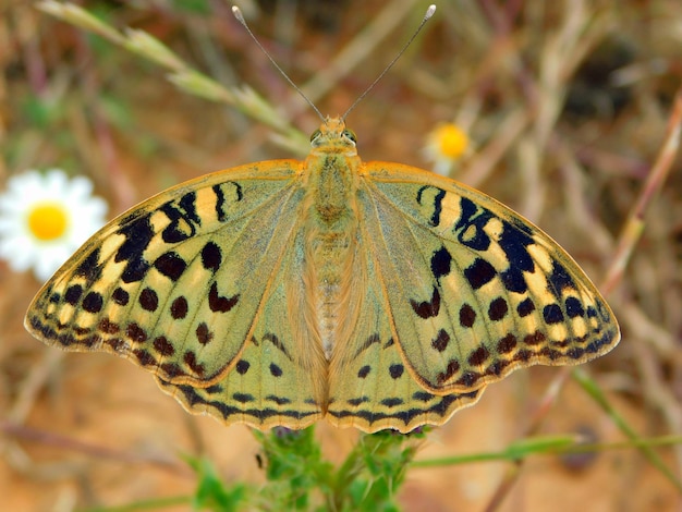 mariposa en el campo posada sobre una flor