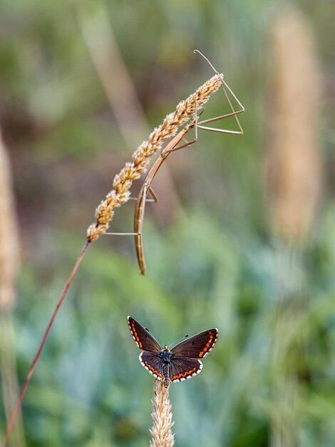 Foto mariposa en el campo en verano en españa