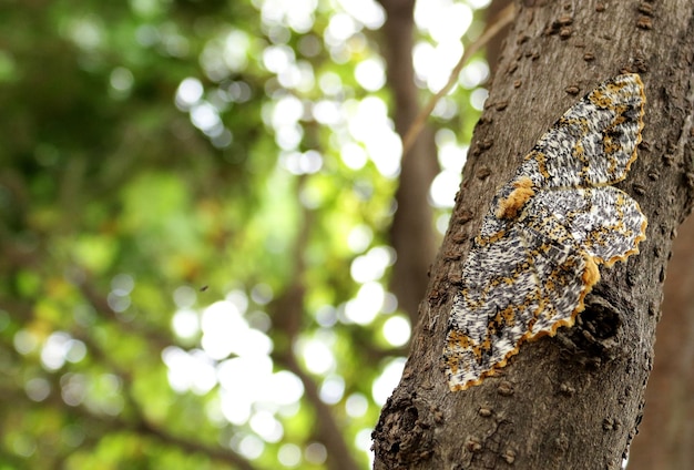 Mariposa Camuflada