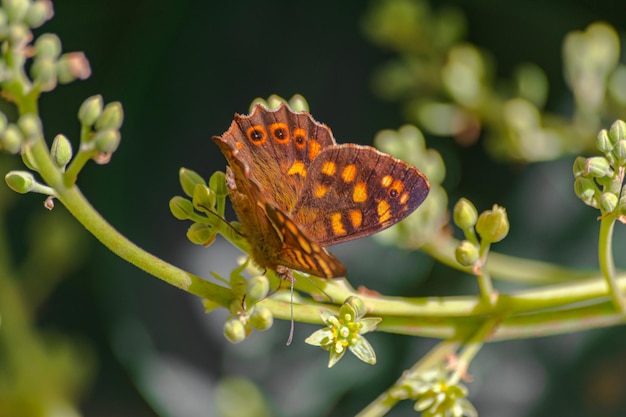 Mariposa canaria de madera moteada polinizando la flor de aguacate