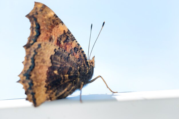 Mariposa carey de patas amarillas o gran carey (Nymphalis xanthomelas) con el cielo azul de fondo
