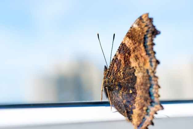 Mariposa carey de patas amarillas o gran carey (Nymphalis xanthomelas) con el cielo azul de fondo