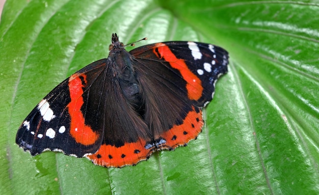 Una mariposa en la casa de mariposas en el zoológico de Detroit.