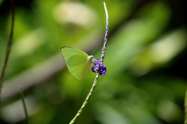 Mariposa Catopsilia Pomona sentada en flores Stachytarpheta Jamaicensis