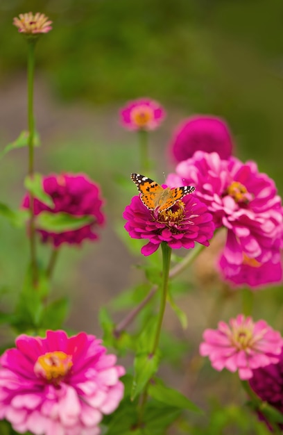 Mariposa cerrada en flor - Desenfoque de la superficie de la flor.