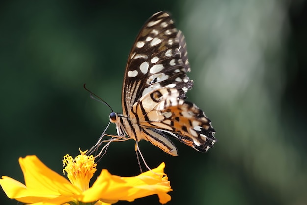 la mariposa chupa el néctar de la flor