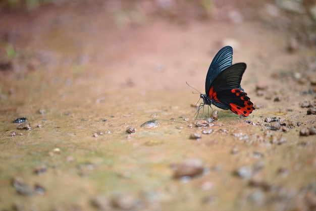 Mariposa chupando agua en el suelo después de lluvias raras