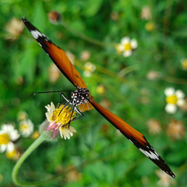 Foto una mariposa está chupando miel de una flor y volando en el aire con una flor en el fondo