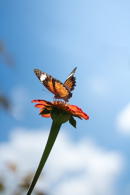 Mariposa chupando miel de flor