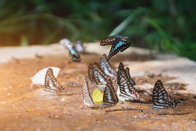 Foto la mariposa está chupando minerales del suelo.