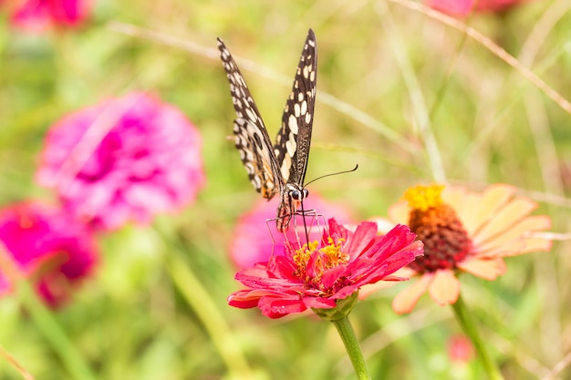 Mariposa chupando néctar de polen en un jardín de flores