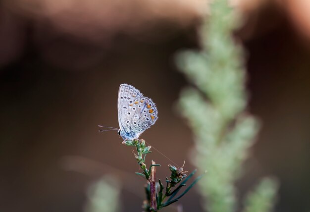 mariposa de Coenonympha, la imagen está hecha en el campo en un hábitat nativo