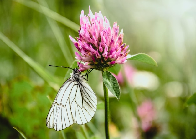 Mariposa de col en primer plano de trébol