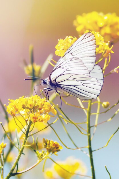 Mariposa de col recogiendo polen de flor amarilla