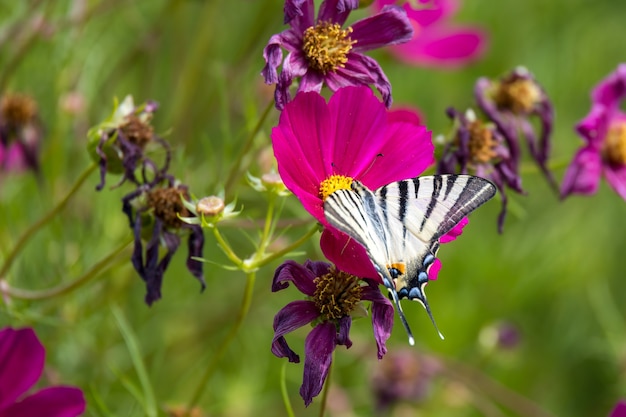 Mariposa cola de golondrina alimentándose de una flor del cosmos en Bérgamo en Italia