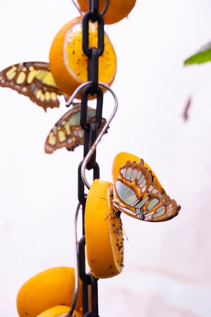 Foto mariposa cola de golondrina comiendo frutas, papilio machaon closeup con fondo verde