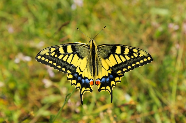 Mariposa cola de golondrina en la flor y la planta, naturaleza y vida silvestre, vida de insectos, superficie verde.