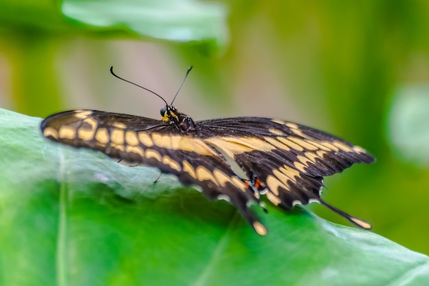 mariposa de cola de golondrina rey en una hoja