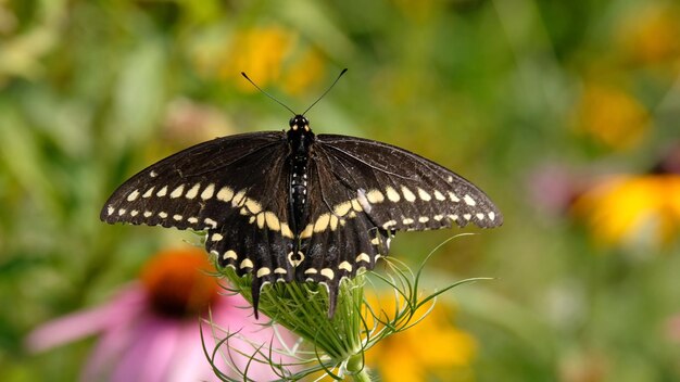 Mariposa de cola de golondrina