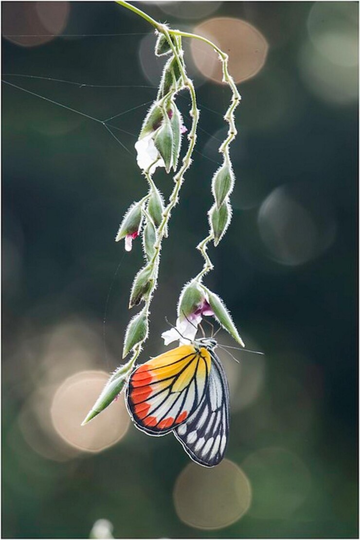 una mariposa colgando de una telaraña con las palabras mariposa en ella